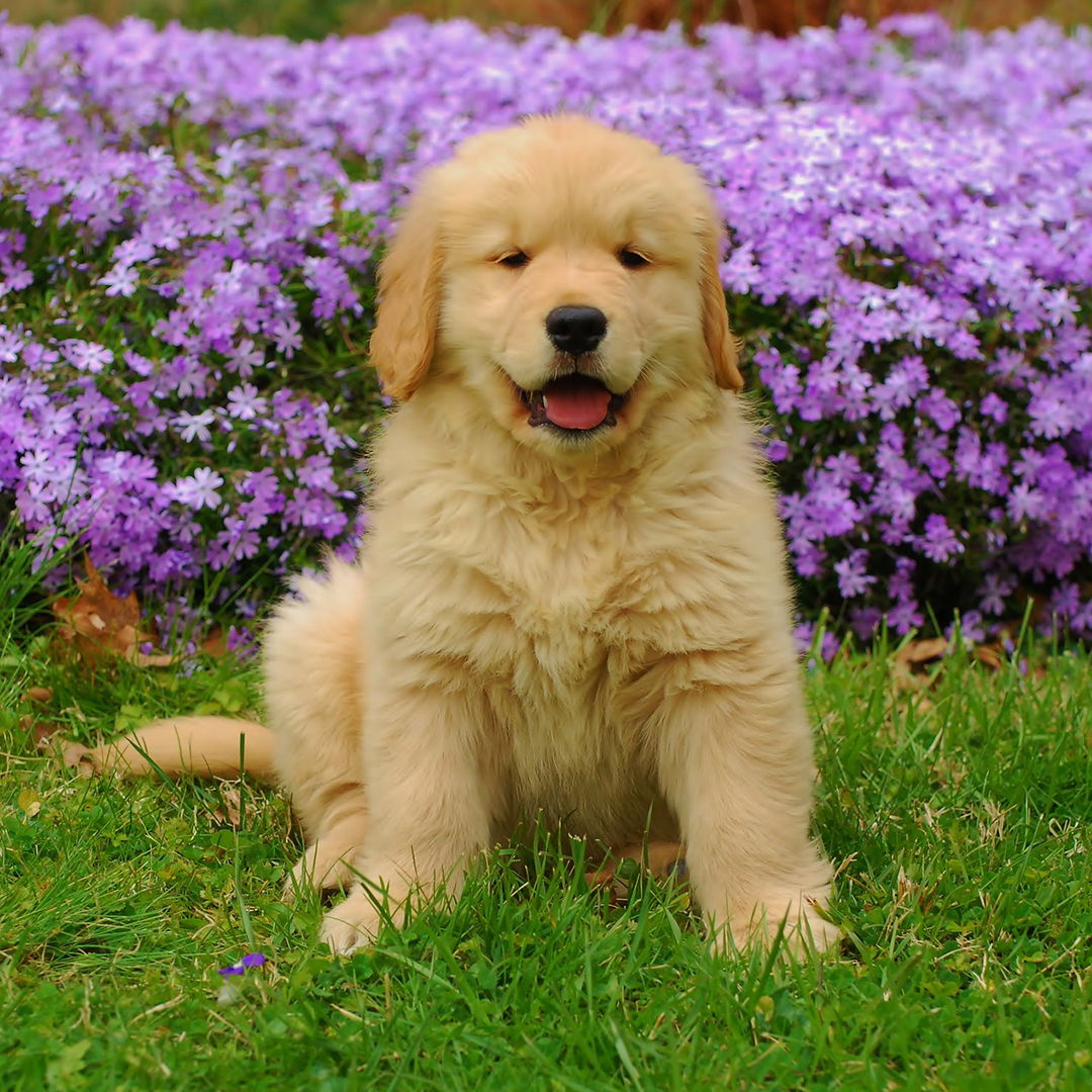 Mendon, MA 01756 Veterinary Jobs Mendon Animal Clinic